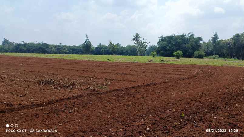 dijual tanah jl lintas sumatera tegineneng