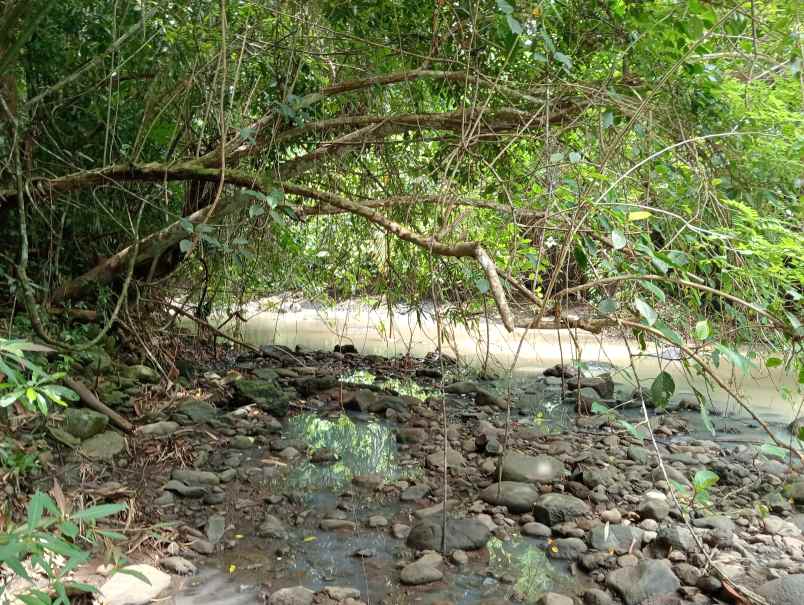 dijual tanah kebun los sungai murah tempat strategis