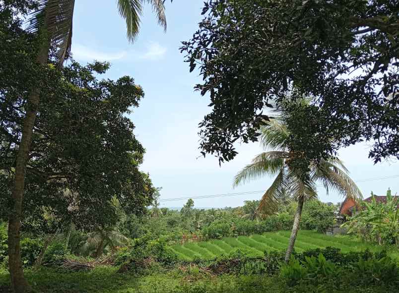 dijual tanah kebun los sungai murah tempat strategis