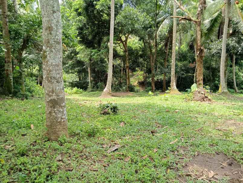 dijual tanah kebun los sungai murah tempat strategis