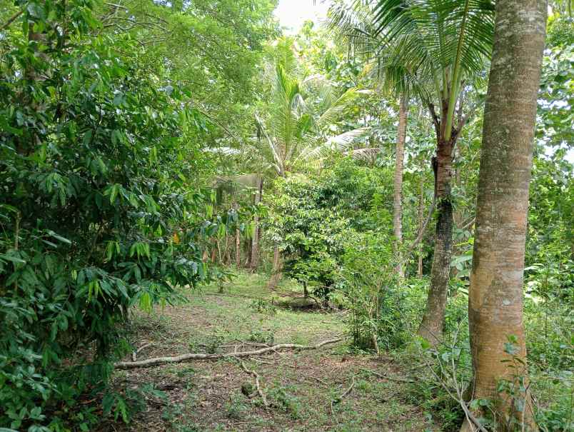 dijual tanah kebun los sungai murah tempat strategis