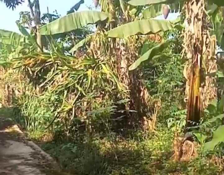 dijual tanah kebun pinggir jalan