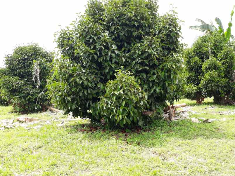 dijual tanah pangradin