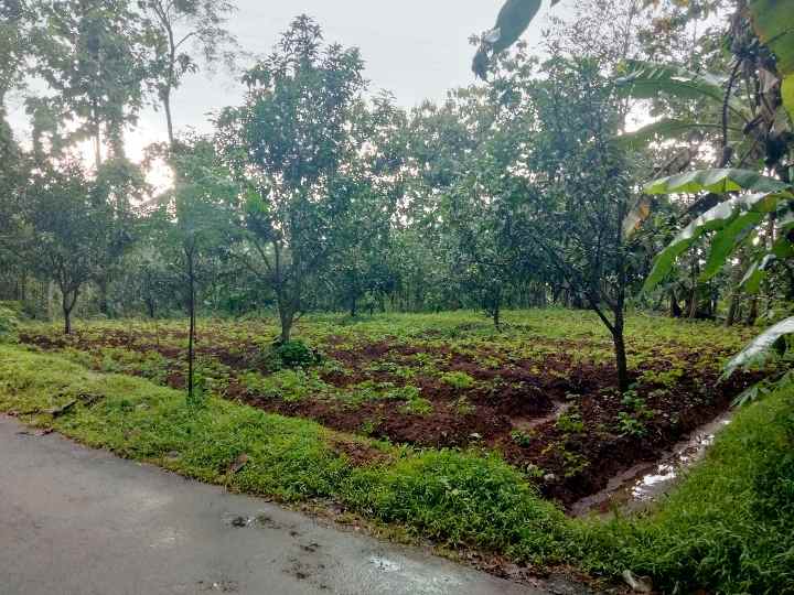 dijual tanah pinggir jl desa sarwadadi