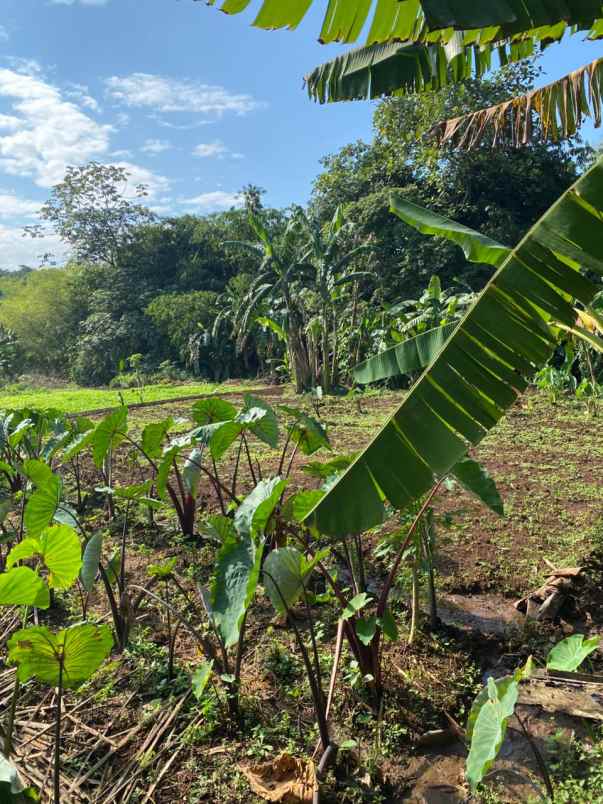 dijual tanah smpn 16 kota bogor