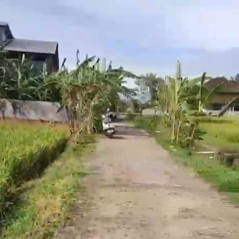 dijual tanah tibibiu pantai pasut