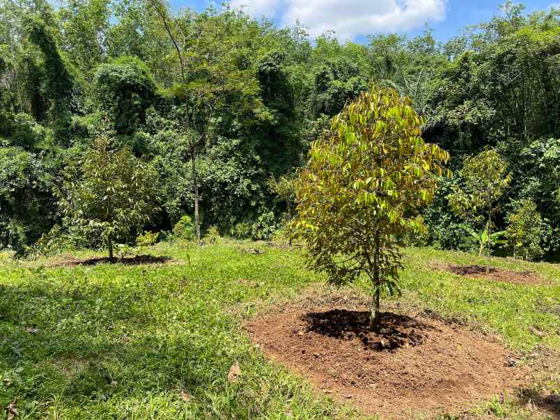 kebun durian subur 1000m kerjo karanganyar