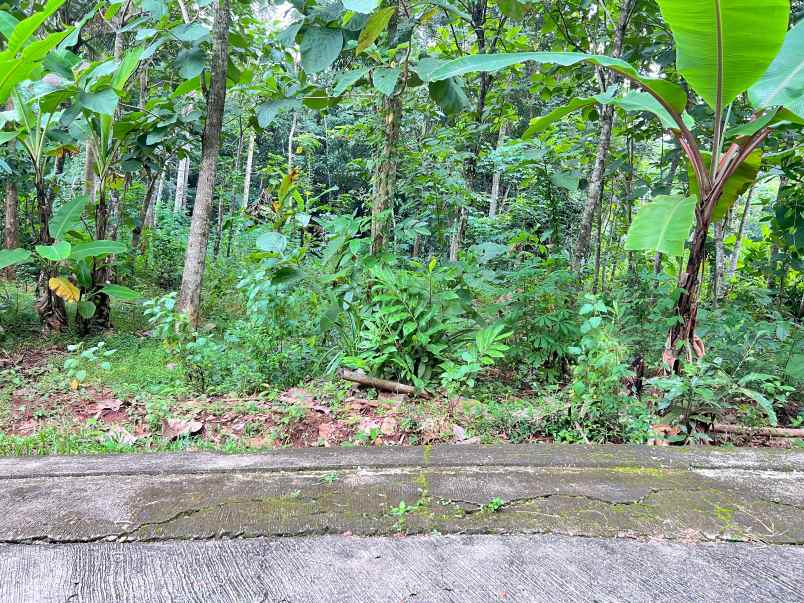 pekarangan super datar 900m mojogedang karanganyar