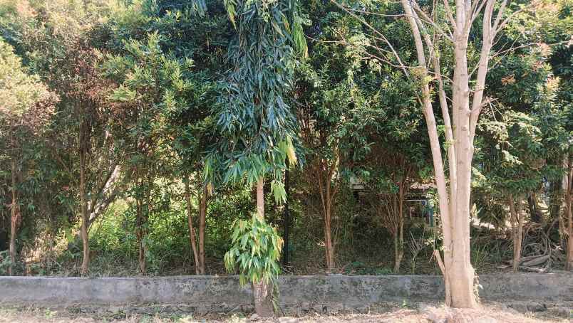 tanah bulusan belakang polsek tembalang ring 1 undip