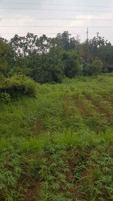 tanah di cibuntu ciampea jl h jaili