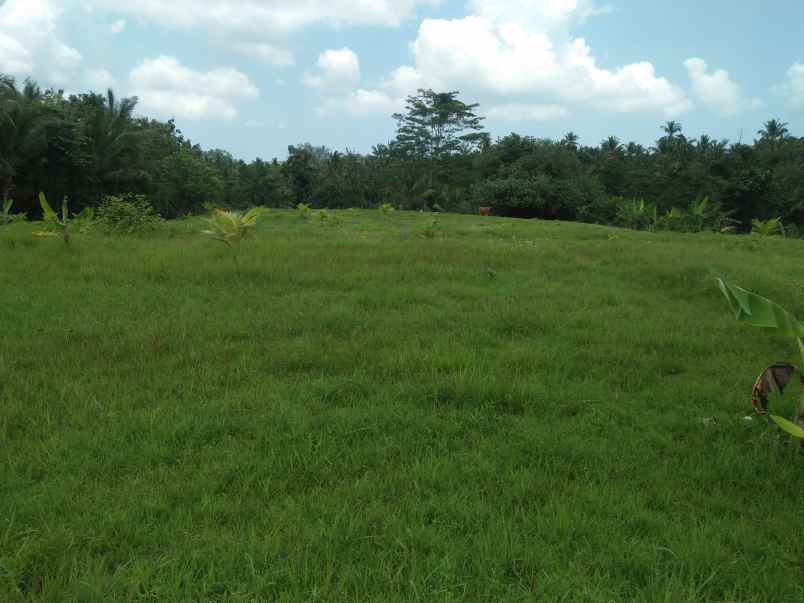 tanah gadungan selemadeg timur