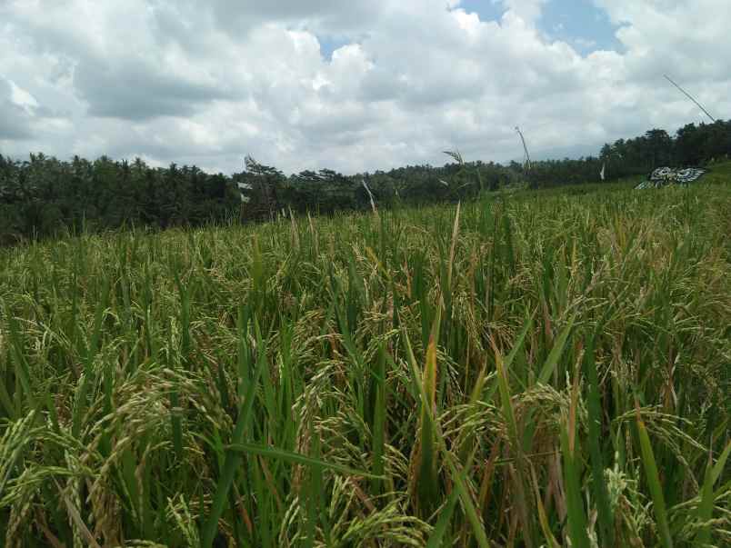 tanah gadungan selemadeg timur