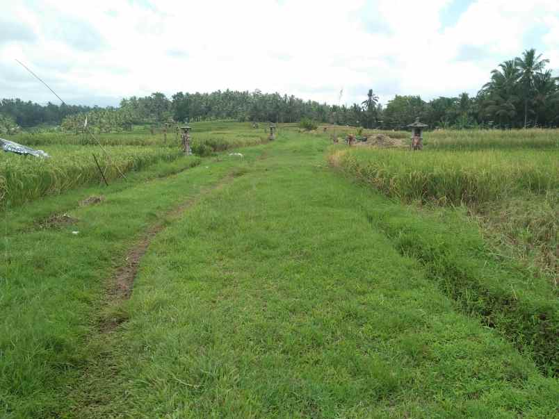 tanah gadungan selemadeg timur