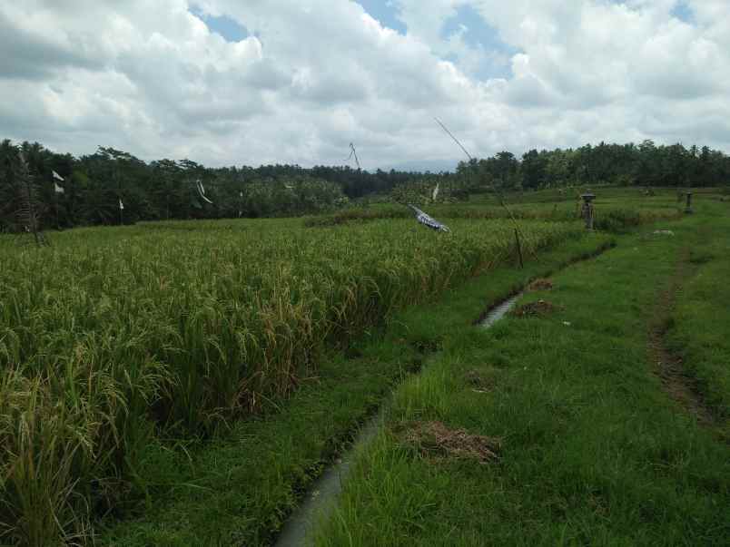 tanah gadungan selemadeg timur