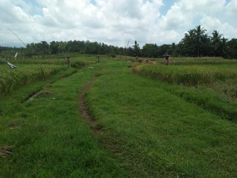 tanah gadungan selemadeg timur