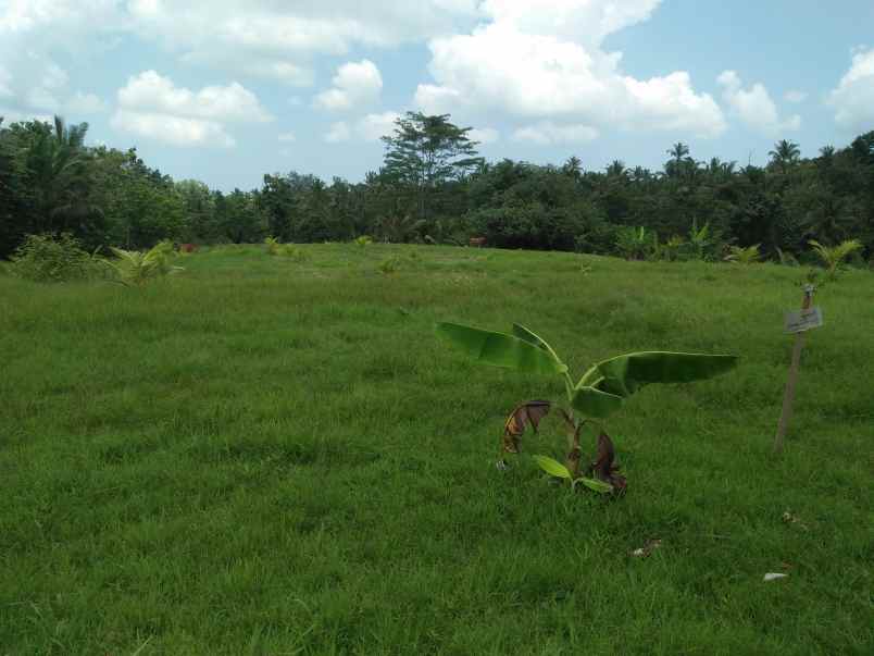 tanah gadungan selemadeg timur