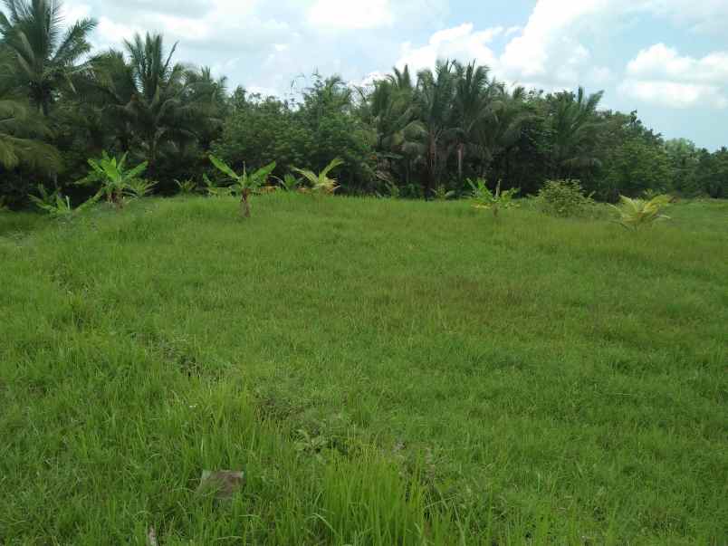 tanah gadungan selemadeg timur