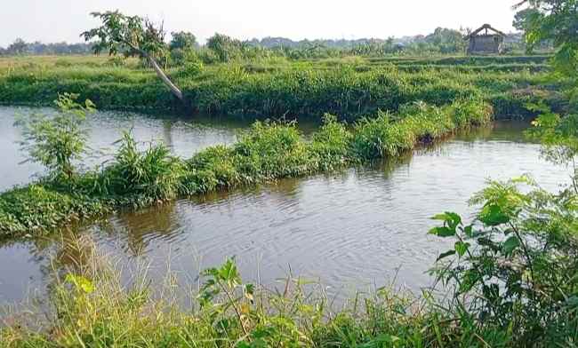 tanah kolam ikan 3105m2 dijanti klaten 775jt nego