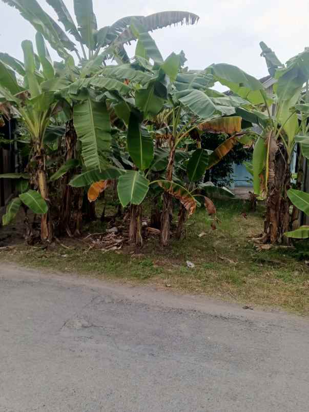 tanah pekarangan 0 jln paving