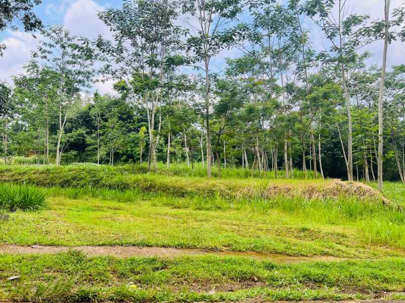 tanah pekarangan 5797m2 karangpandan karanganyar