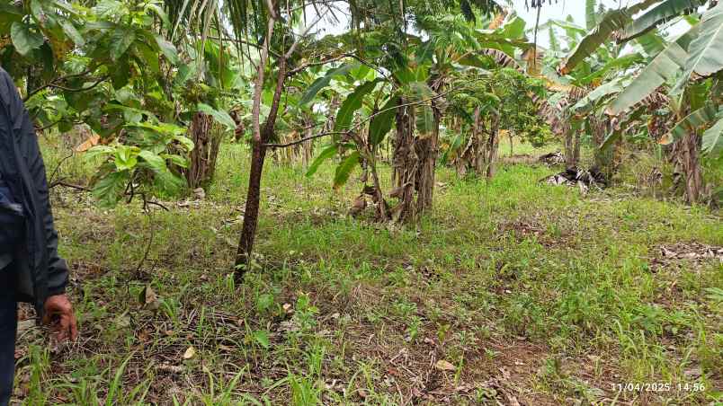 tanah siap bangun di raden gunawan hajimena luas 400m
