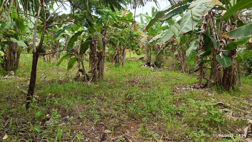 tanah siap bangun di raden gunawan hajimena luas 400m
