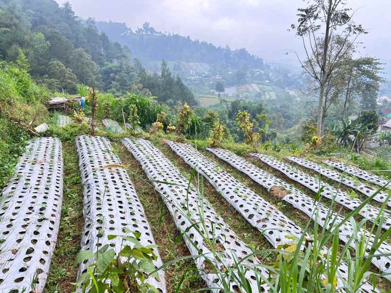 tanah udara dingin kawasan wisata kemuning karanganyar