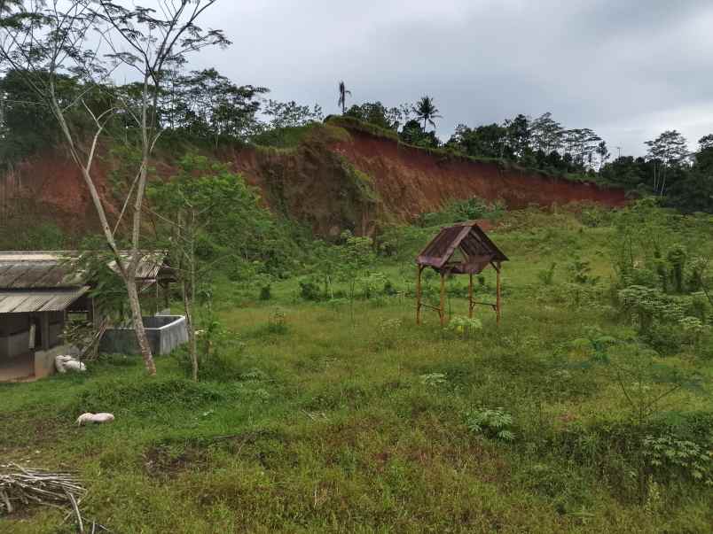 vila kebun ada kandang sapi kambing subang