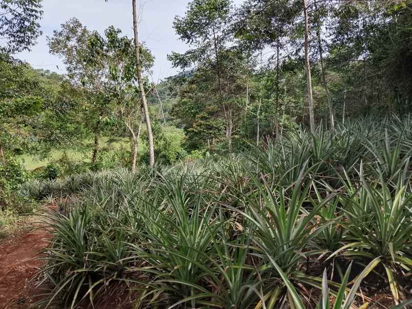 vila kebun durian subang jawa barat
