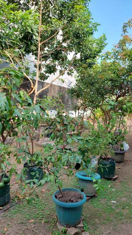 dijual murah tanah bonus rumah di tengah kota jogja