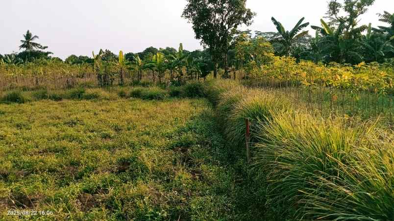 dijual tanah 3303 m2 setu bekasi