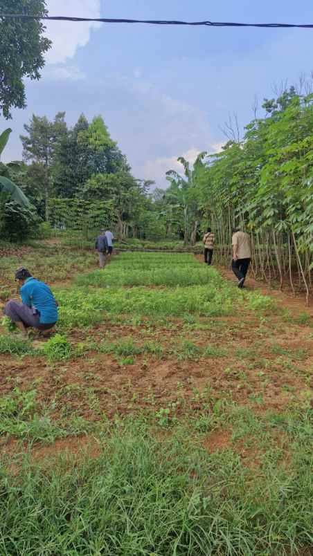 dijual tanah ciseeng bogor