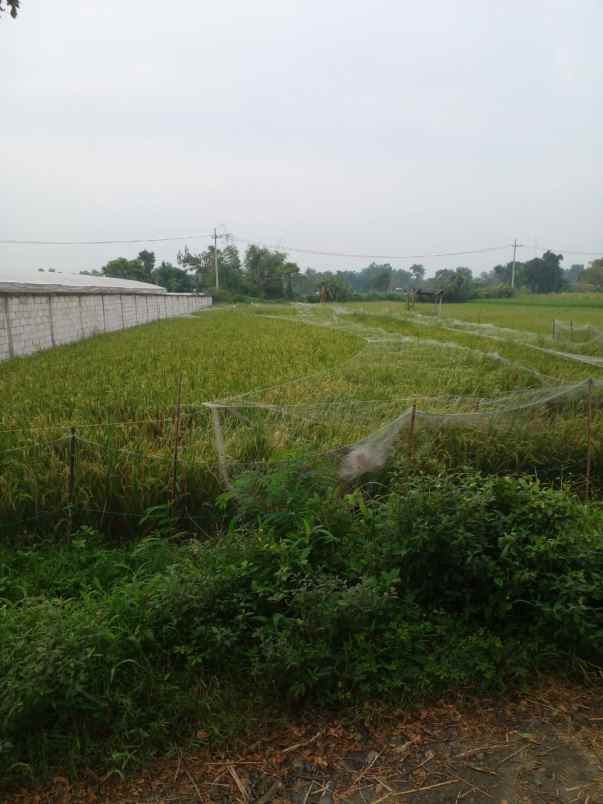 dijual tanah dijual tanah di dusun