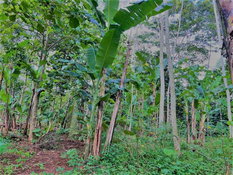 dijual tanah mojogedang karanganyar