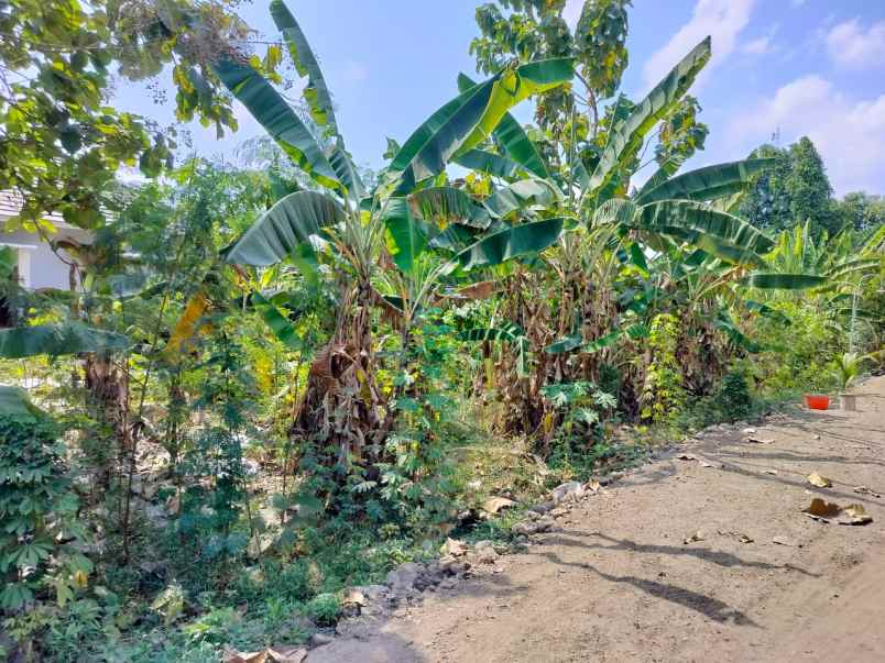 dijual tanah pendowoharjo