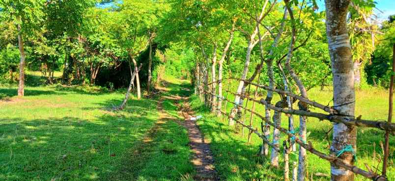 dijual tanah pengambengan negara