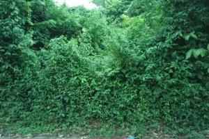 dijual tanah trengguli denpasar timur bali