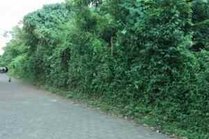 dijual tanah trengguli denpasar timur bali