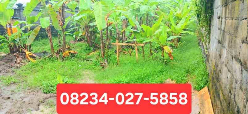 disewakan tanah 1000 m2 kapal mengwi bali