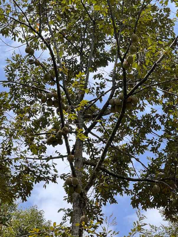 jual kebun durian 1900m2 mojogedang karanganyar