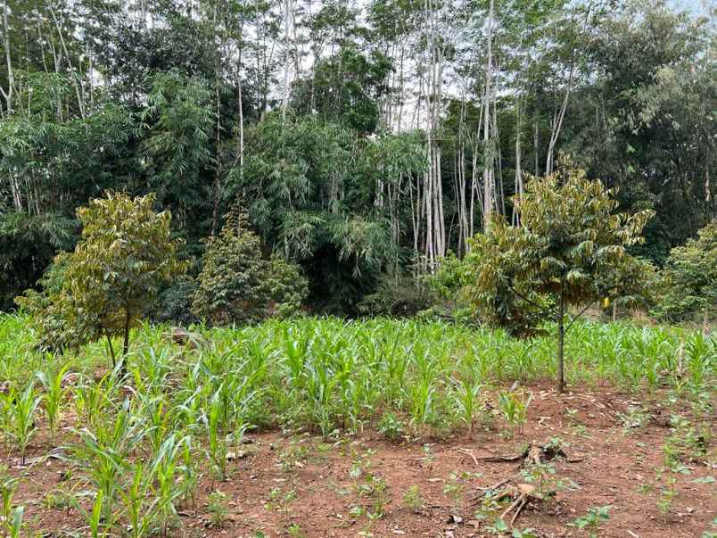 jual kebun durian datar kerjo karanganyar