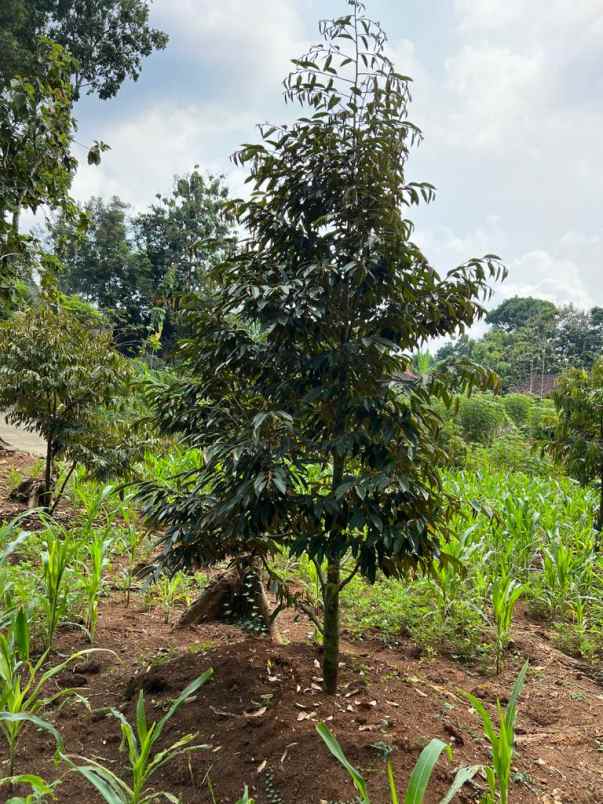 jual kebun durian datar kerjo karanganyar
