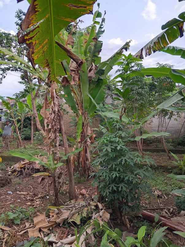 jual tanah kebun cocok untuk kos dan kontrakan