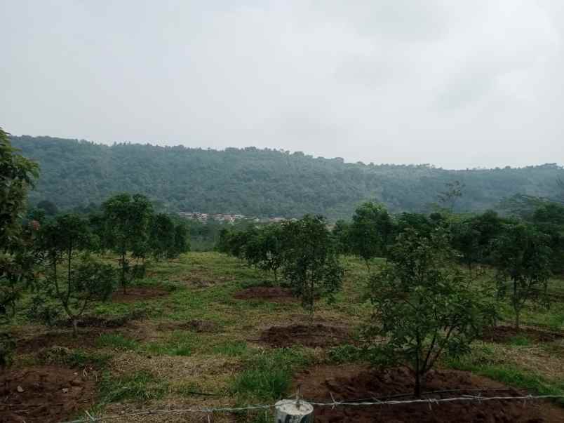 kebun alpukat daerah cijambe subang jawa barat