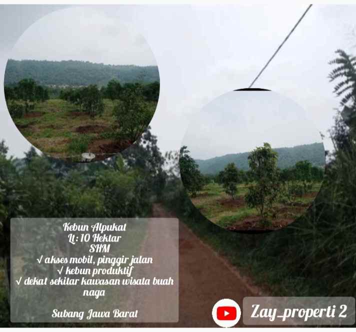 kebun alpukat daerah cijambe subang jawa barat