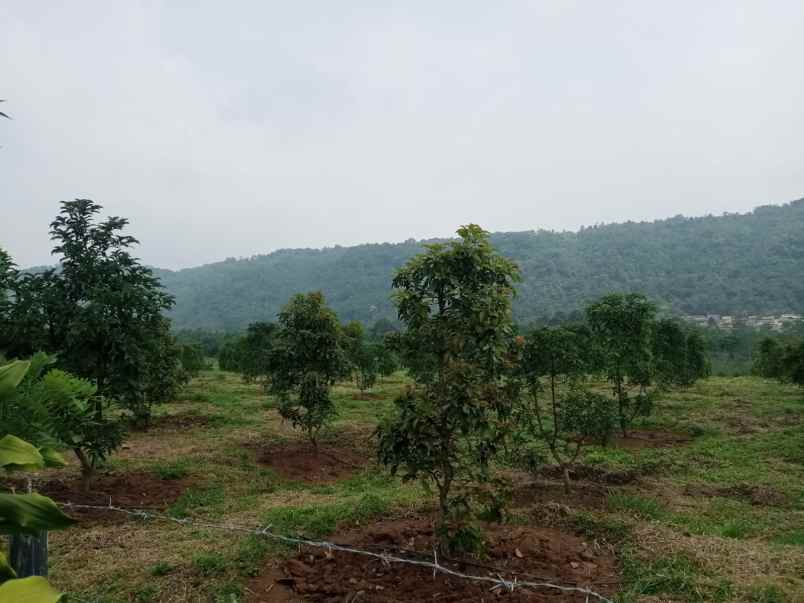 kebun alpukat daerah cijambe subang jawa barat