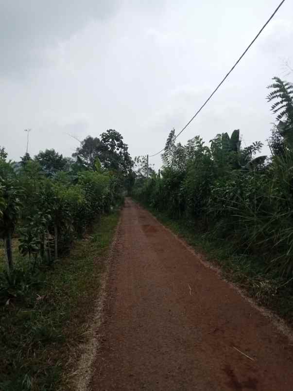 kebun alpukat daerah cijambe subang jawa barat