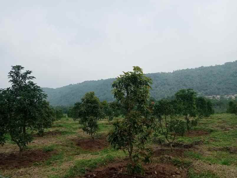 kebun alpukat daerah cijambe subang jawa barat