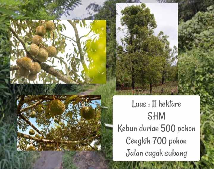 kebun durian dan cengkih subang jawa barat