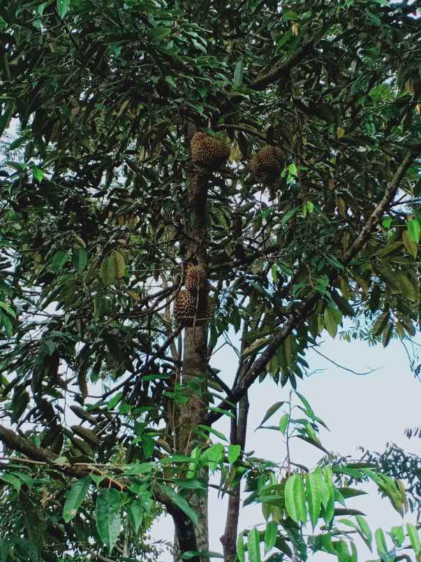 kebun durian utara pasar mojogedang karanganyar